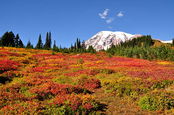 Mount Rainier National Park in fall Mount Rainier National Park in fall, Washington state, USA mt rainier national park stock pictures, royalty-free photos & images