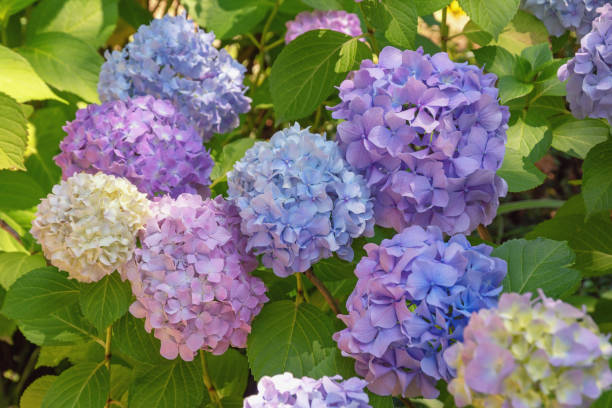 istock Colorful flowers of hydrangea ( Hydrangea macrophylla ) in garden 1509172351