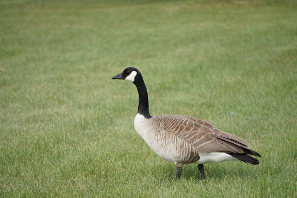 istock Black neck with black beak Goose 1509176937