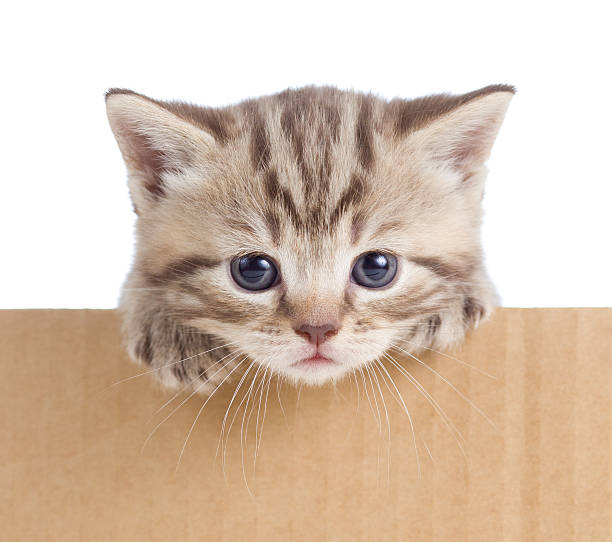 istock little kitten in cardboard box 150917726
