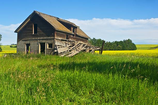 istock Abandoned farmhouse in canola 150917788
