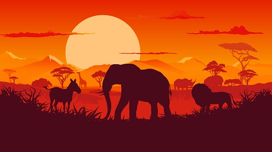 African sunset landscape with safari animals silhouettes. Vector background with elephant, zebra, lion, giraffe and rhino at dusk savannah scenery nature with red sky, sun and vegetation shadows