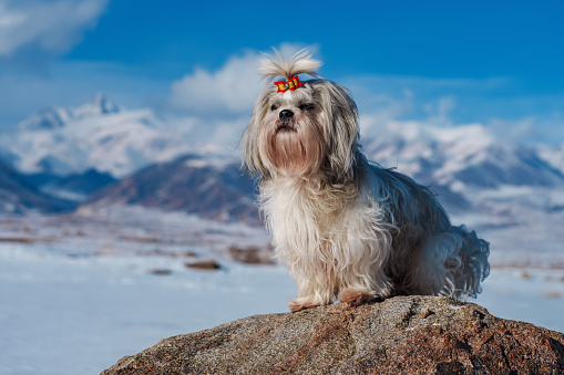 Shih tzu dog with bow sitting on mountains background at winter