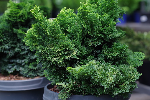 Dwarf Hinoki Cypress