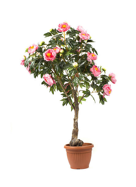 Rose tree in a pot stock photo