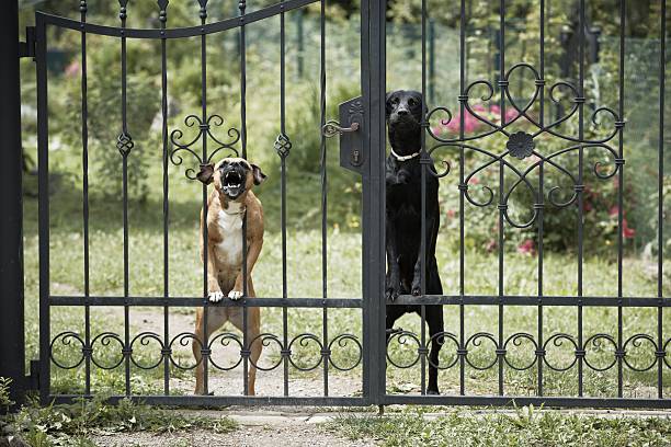 Guard dogs Two dogs behind metal fence. animal nose stock pictures, royalty-free photos & images