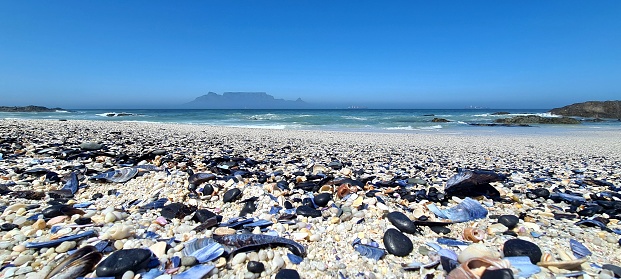 Ocean's treasure washed ashore at Big Bay, Bloubergstrand, Cape Town