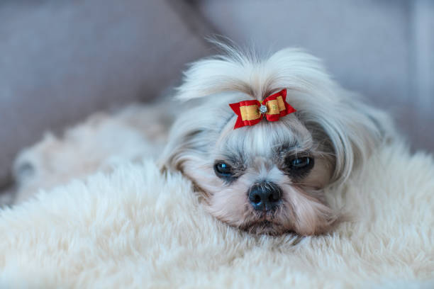 istock Shih tzu dog with bow sleeping on white fur in a bed 1509200447