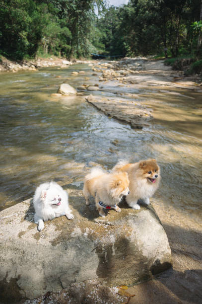 istock Three little pomeranian sunbathing enjoy morning sunlight relaxing having fun eating with snack 1509200777