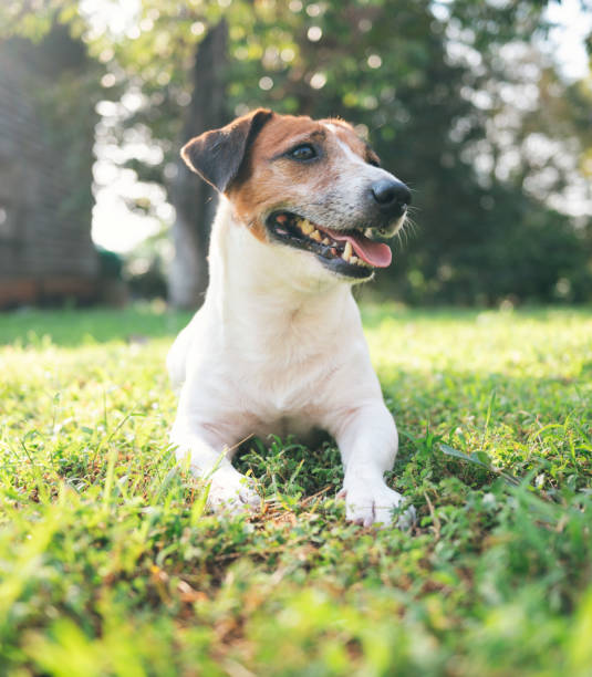 istock Outdoor activity with active dog Playing with my Jack russell terrior in morning 1509200847