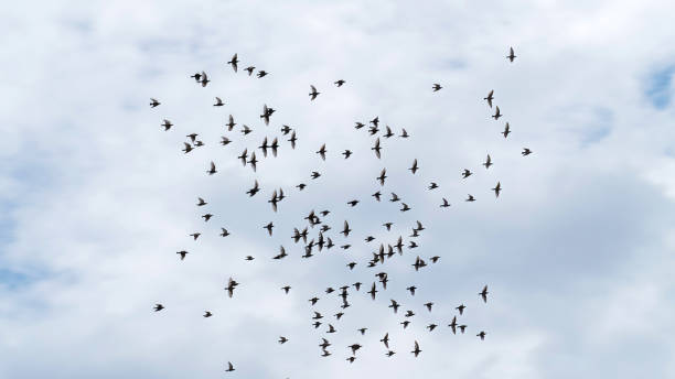 istock A flock of swallows high in the sky 1509201125