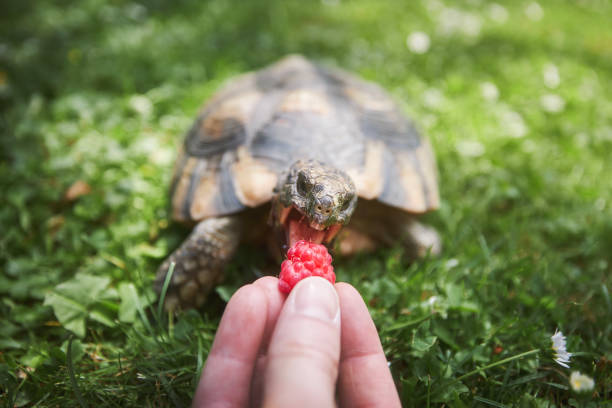istock Pet owner giving his turtle ripe raspberry to eat 1509204746