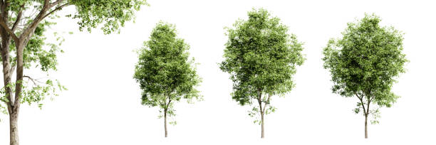 istock Rosehill white ash trees isolated on white background and selective focus close-up. 3D render. 1509208052