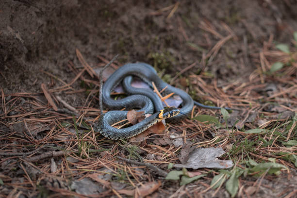 istock Portrait of small grass snake in the forest 1509216772