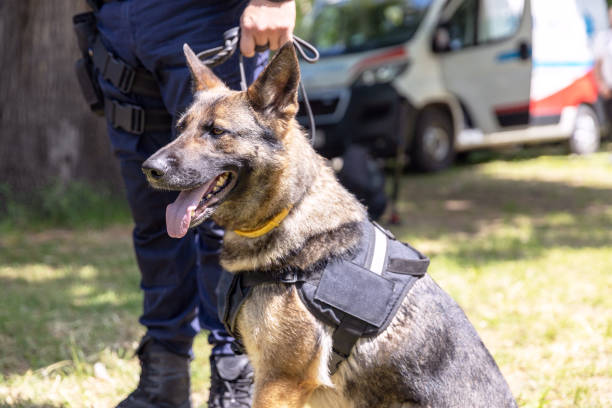 policial fardado em serviço com um cão policial pastor alemão canino k9 - 3894 - fotografias e filmes do acervo
