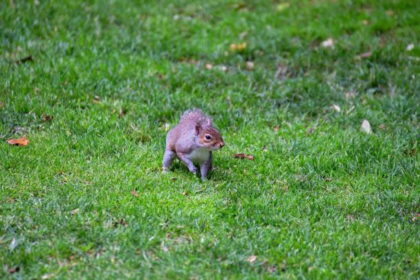 écureuil dans l'herbe - chester virginia photos et images de collection