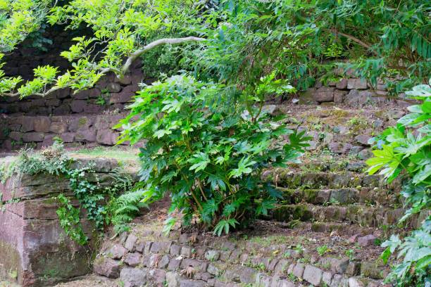 buisson vert dans un jardin - chester virginia photos et images de collection