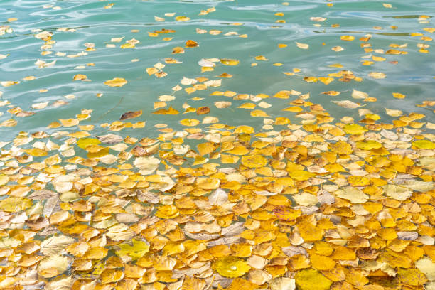 Autumn yellow fallen leaves on float on water, background texture. Colourful fall leaves in pond lake wate. Fall season leaves in rain puddle. Sunny autumn day foliage.