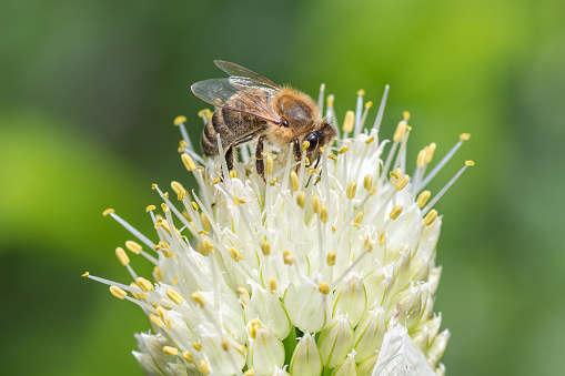 Flying honey bumblebee collecting bee pollen from onion flower. Bee collecting honey. Shaggy bee sitting on white flower macro