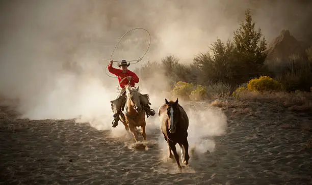 A mounted cowboy attempting to rope a lone stallion. The difficulty in photographing these scenes is anticipating where the action is going to happen and having the right light. Here, the low back lighting adds to the drama.