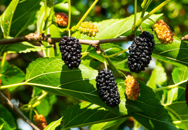 istock Ripening mulberries on a tree branch. 1509253920