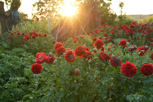 Dahlia Cafe au Lait flower plant growing in summer cottage garden.