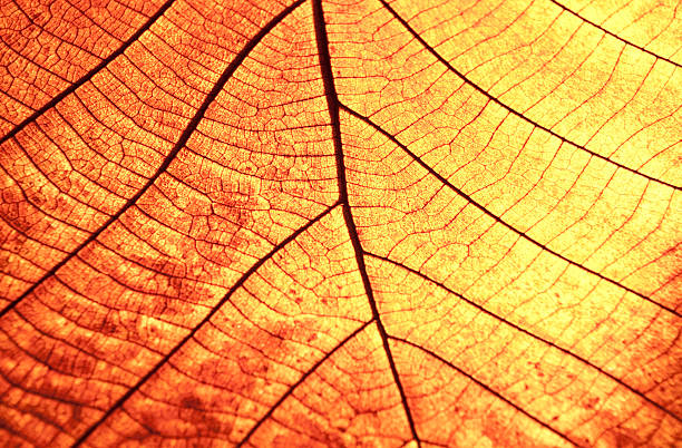 istock Leaf Vein Old brown and transparance 150926945