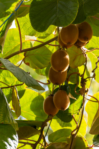 istock Kiwi fruits grow on trees 1509282801