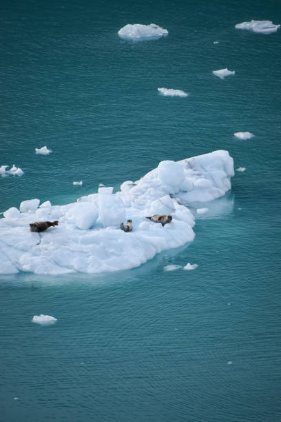 istock Three harbor seals resting on floating ice in Glacier Bay, Alaska, USA 1509284394