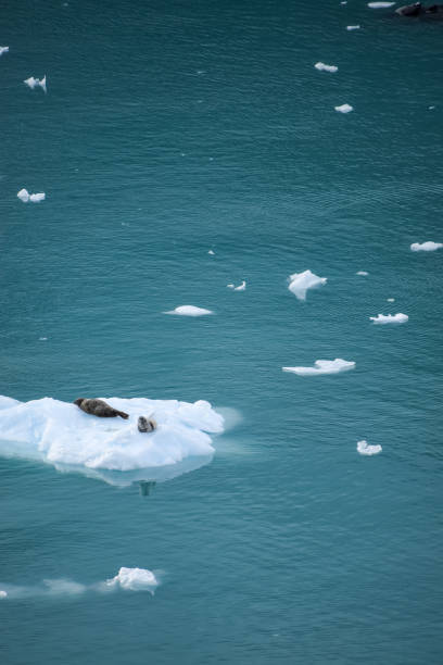 istock Harbor seals resting on floating ice in Glacier Bay, Alaska, USA 1509284412