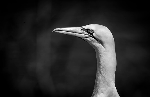 Gannets on Bempton cliffs, Flamborough Head