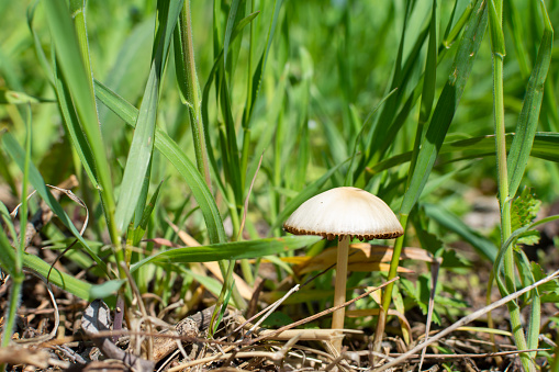 A small white mushroom grew in the grass