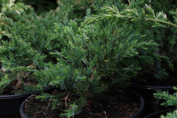 istock Chinese Juniper Stricta in a flowerpot. Growing Juniper In Pots 1509304943