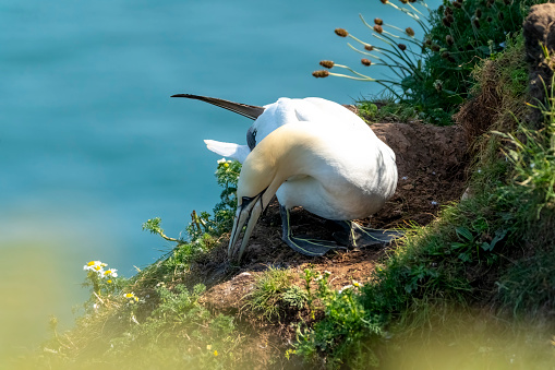 two stork on nest closeup