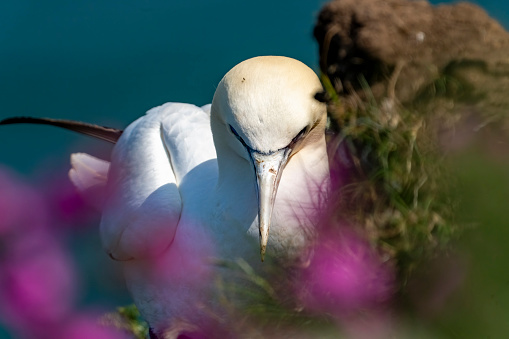 Close up portrait on a pekin duck sitting in grass with eyes closed on a sunny day in Florida.