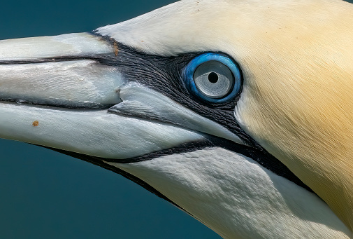 Closeup portrait of a King vulture (Sarcoramphus papa)