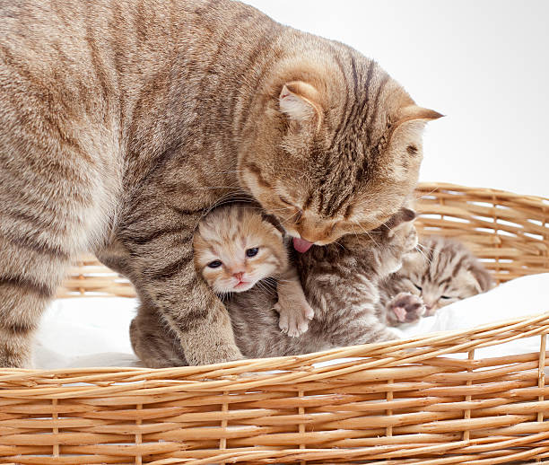 istock Adorable small scottish kitten in wicker basket 150931549