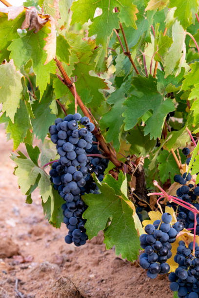 istock Clusters of black grapes in the vineyard. 1509320145