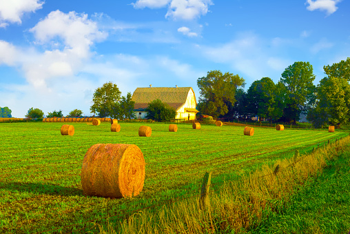 Cornfield and Red Barn at Dawn in Summer with line of telephone poles and road