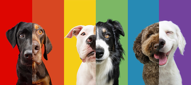 LGBT flag dog banner. Pride month celebrate and World peace concept