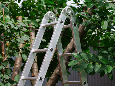 Pruning gardening high green plants in garden. Concept home garden. Rustic wooden ladder at orchard. Gardening concept. Garden ladder leaning against apples tree, preparations for harvest season.