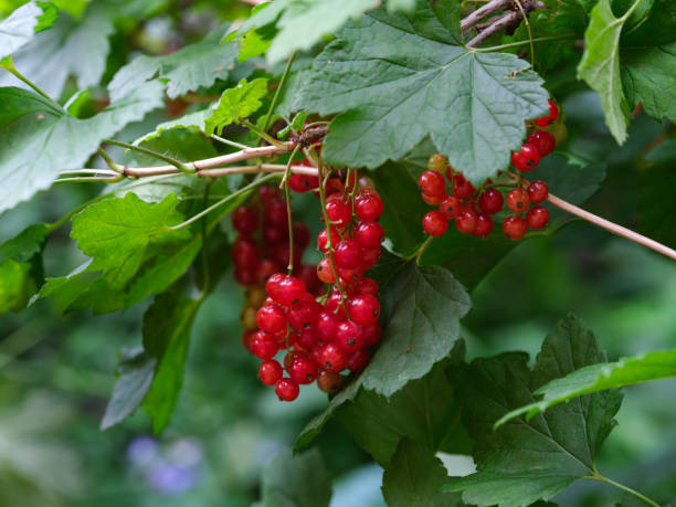 istock An organic red currant berries growing on a bush. Summertime.
An organic ripe red currant berries growing on a bush. Summertime. 1509335318