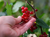 A woman hand harvesting organic red currants.