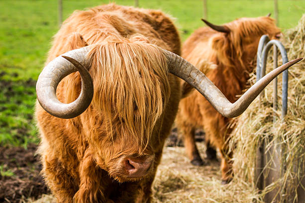 istock Highland cattle eat hay in the yard 150934370