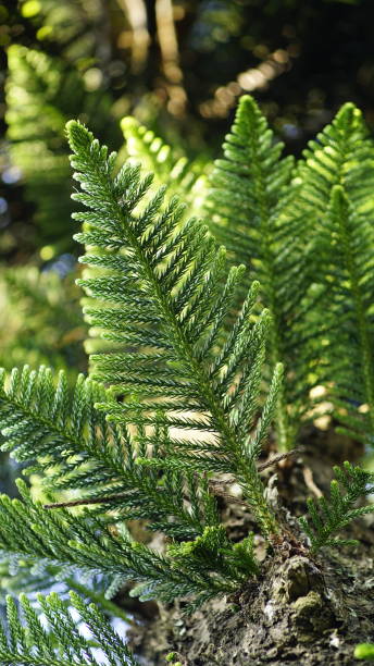 Norfolk Island Pines The Norfolk Island pine has lobed, hair-like green leaves. The scientific name of this species is Araucaria heterophylla and is also called Star Pine and Australian pine. araucaria heterophylla stock pictures, royalty-free photos & images
