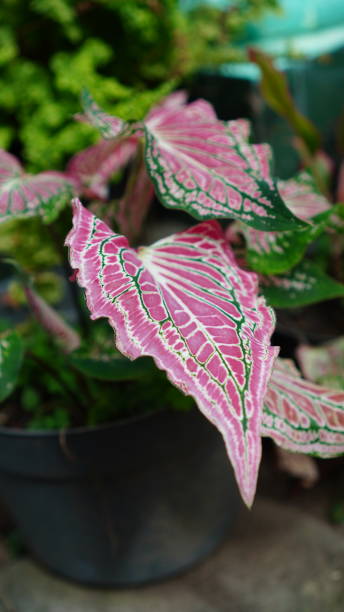 istock Caladium Thai Beauty 1509345038