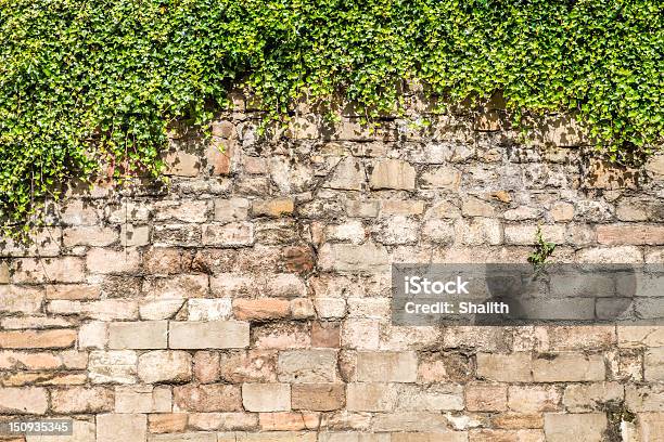 Alte Mittelalterliche Wand Von Ivy Stockfoto und mehr Bilder von Bildhintergrund - Bildhintergrund, Steinmauer, Befestigungsmauer