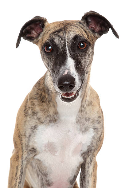 istock Whippet close-up portrait on a white background 150935782