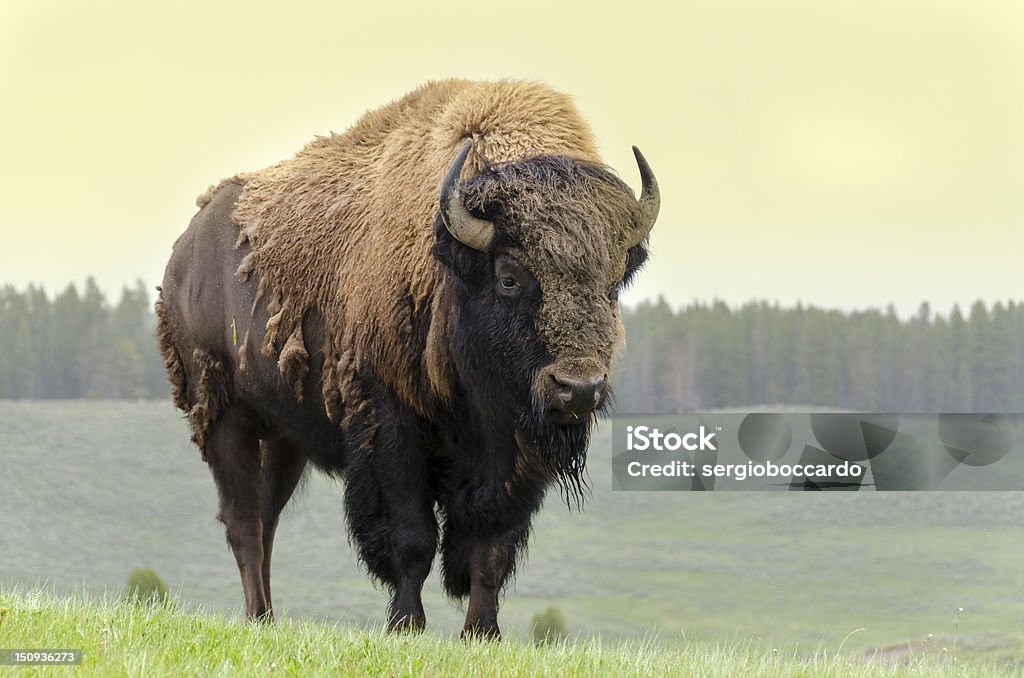 bison in America bison in grasslands of Yellowstone National Park in Wyoming in the United States of America Bison - Cattle Stock Photo