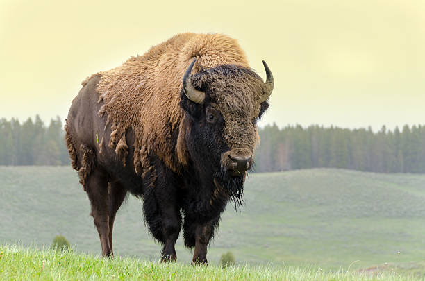 bison in America stock photo